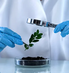 Laboratory testing of a plant sample