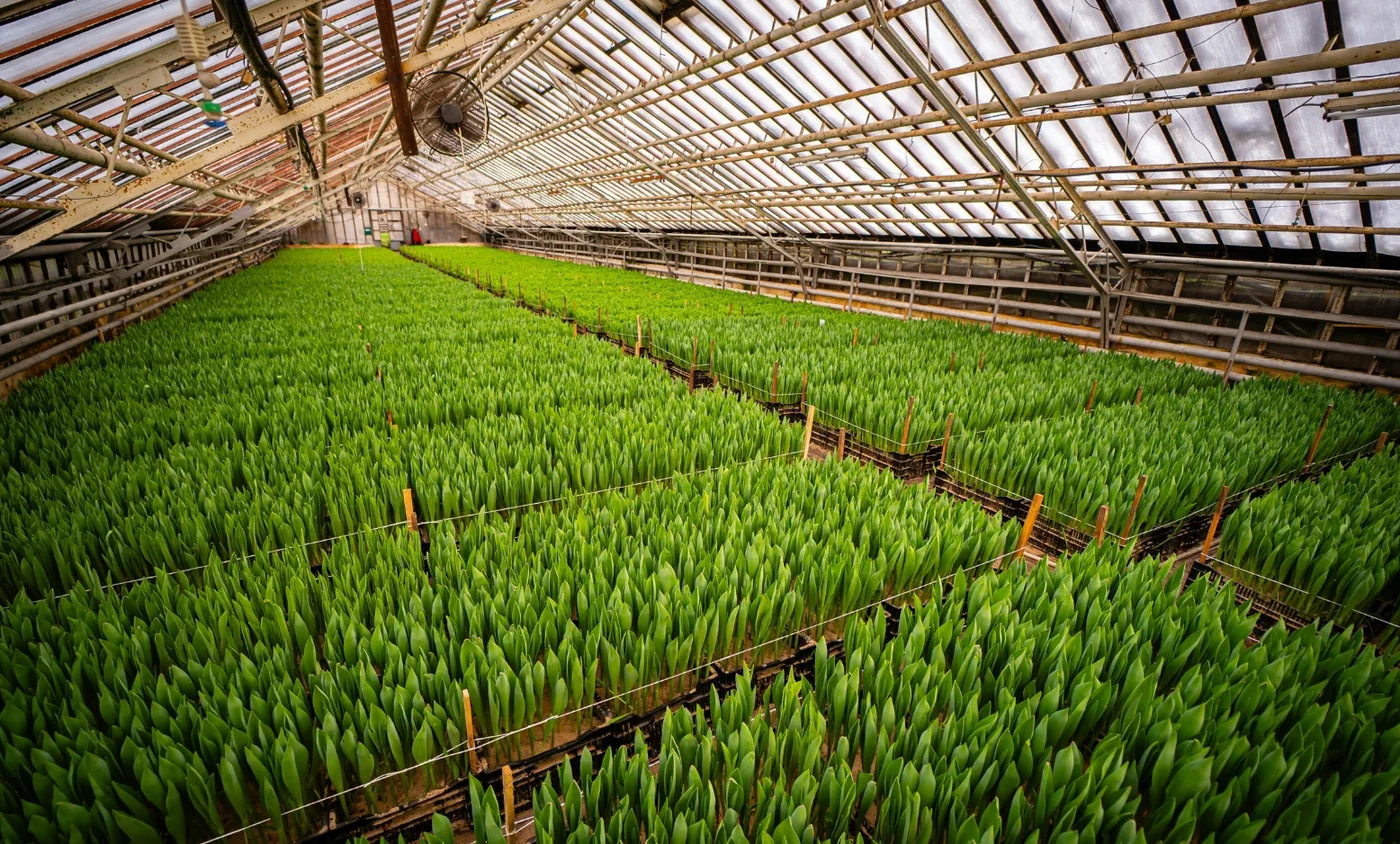 Global-Agrochemical