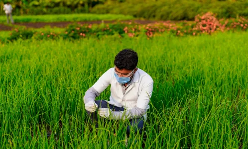 agrochemicals